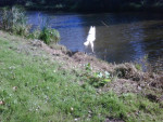 Noah,witte herder,heeft relatief weinig last van deze enorme spondylosis .Wat een sprong in het water!